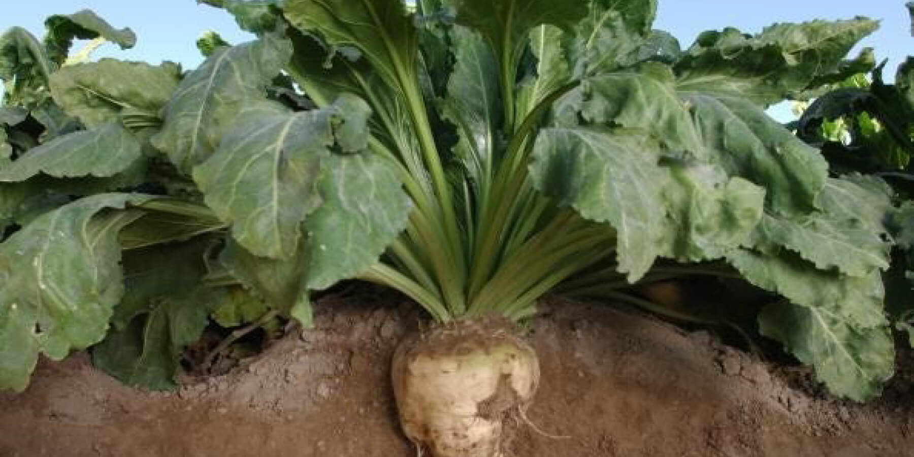 EFEKTIVNÍ PODPORA VÝŽIVY CUKROVÉ ŘEPY BIOLOGICKÝM PŘÍPRAVKEM ALBIT<sup>®</sup>